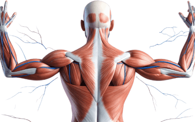 ¿Qué es la memoria muscular y cómo beneficia tu entrenamiento?