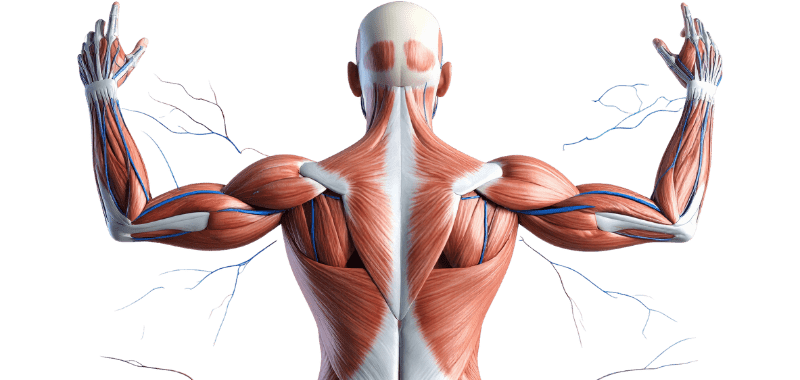 memoria muscular beneficios del ejercicio hábito de entrenamiento entrenamiento de fuerza salud muscular