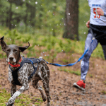 collar confortable perro
