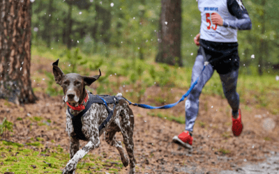 Correr con tu perro: eventos solidarios que unen deporte y amor por los animales