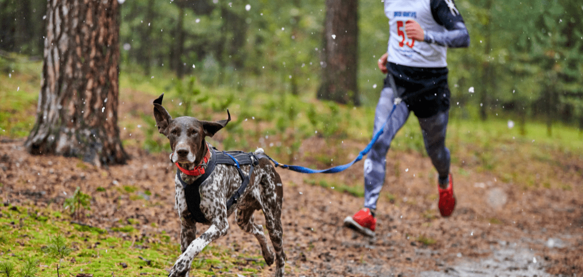collar confortable perro